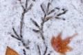 Traces dans la neige
